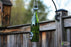 750ml Wine Bottle Bird Feeder - Blue Ridge Mountain Gifts